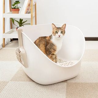 （分類：）位於 。 由 mochifilm 提交（商品編號 1338593703，圖片 1）。簡介： 。