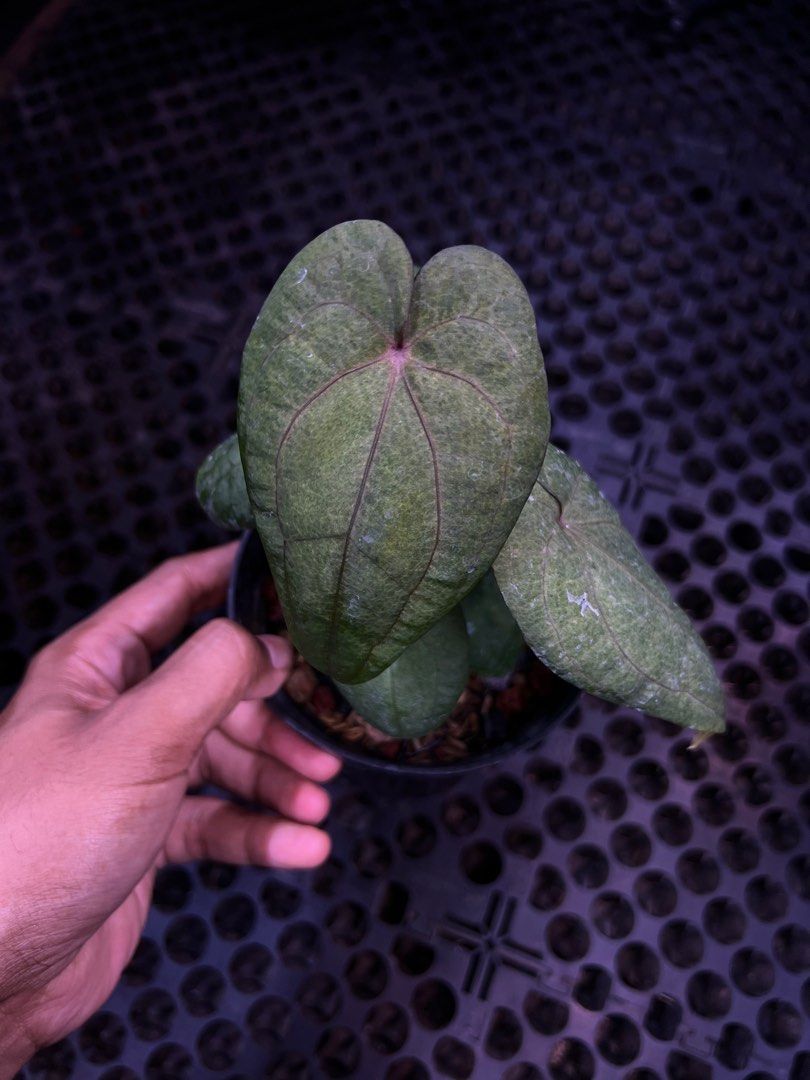 Anthurium RVDP Mint Variegated, Furniture & Home Living, Gardening