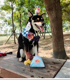 由 ruru_dai (刊登 ID 1338563470，圖片 1) 提交，位於 的 (類別：)，說明：。