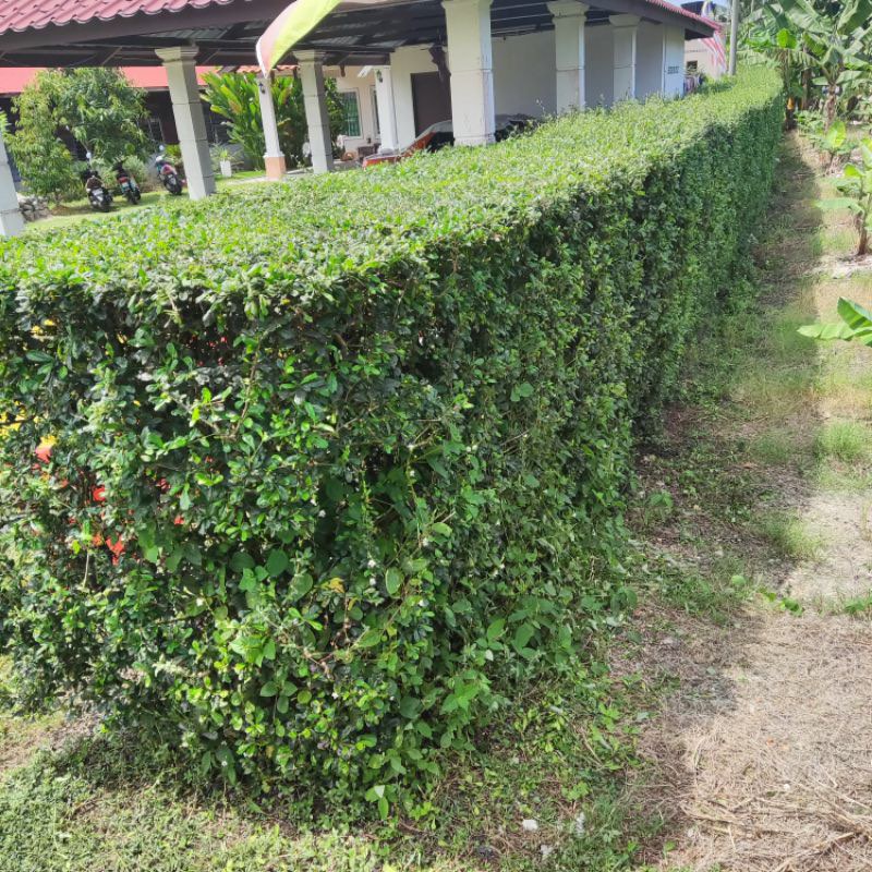 Rangkaian Pokok Teh Aiken – Sesuai untuk Jerawat Remaja?
