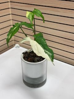 （分類：）位於 。 由 edwardlhy 提交（商品編號 1338516598，圖片 1）。簡介： 。