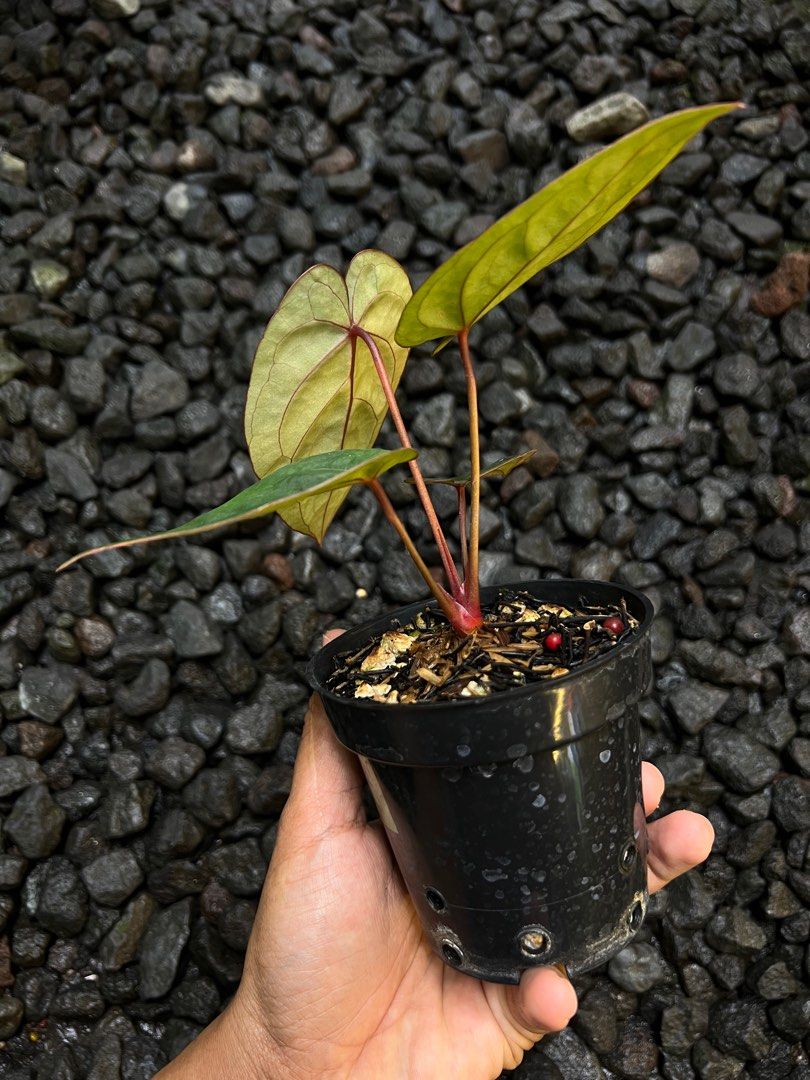 Anthurium Blood Moon, Furniture & Home Living, Gardening, Plants & Seeds on  Carousell