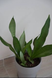 （分類：）位於 。 由 gnuff 提交（商品編號 1338885973，圖片 1）。簡介： 。