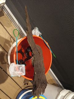 (Category: ) located in . Submitted by jwseet (Listing ID 1338929150, Image 1). Description: .