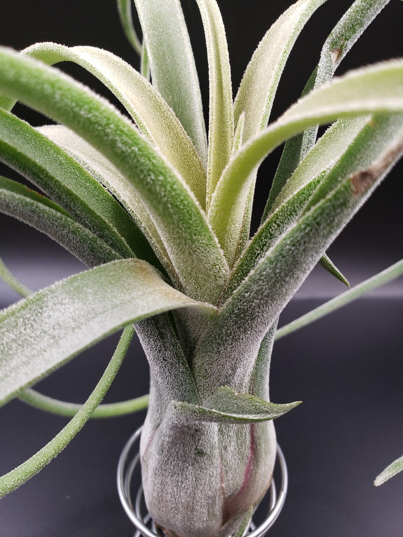 チランジア Ty　タイ選抜　3株セット チランジア Tyタイ選抜3株セット