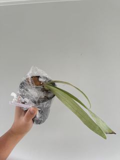（分類：）位於 。 由 bchui 提交（商品編號 1334223258，圖片 1）。簡介： 。