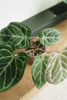 （分類：）位於 。 由 bid1999 提交（商品編號 1334271290，圖片 1）。簡介： 。