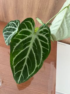 （分類：）位於 。 由 bid1999 提交（商品編號 1334274321，圖片 1）。簡介： 。