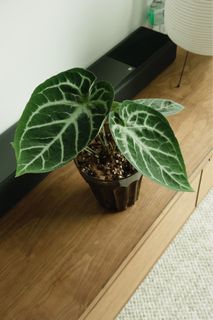 （分類：）位於 。 由 bid1999 提交（商品編號 1334270454，圖片 1）。簡介： 。