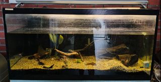(Category: ) located in . Submitted by active118 (Listing ID 1334246758, Image 1). Description: .