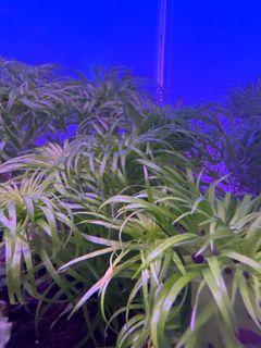 (Category: ) located in . Submitted by tlp09 (Listing ID 1334258889, Image 1). Description: .