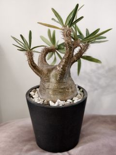 （分類：）位於 。 由 james_cooler 提交（商品編號 1339051568，圖片 1）。簡介： 。