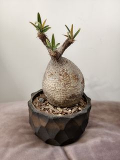 （分類：）位於 。 由 james_cooler 提交（商品編號 1339050701，圖片 1）。簡介： 。