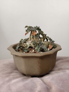 （分類：）位於 。 由 james_cooler 提交（商品編號 1339054617，圖片 1）。簡介： 。