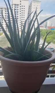 (Category: ) located in . Submitted by shankz08 (Listing ID 1339022074, Image 1). Description: .