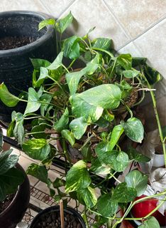 (Category: ) located in . Submitted by sapna006 (Listing ID 1339087761, Image 1). Description: .