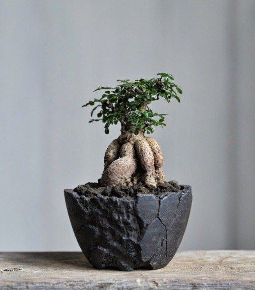 earnest hearts pot 1st kikko 吉光窯 アーネストハーツ(検索用 raw