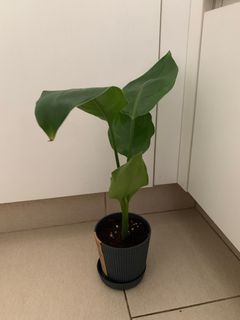 （分類：）位於 。 由 cherrie918 提交（商品編號 1334453903，圖片 1）。簡介： 。