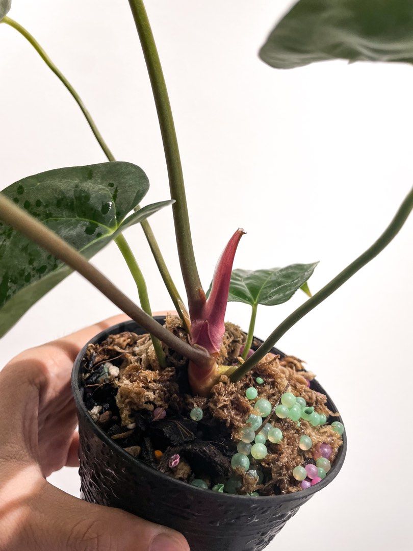 Anthurium Papi x (Zara x Michelle), Furniture & Home Living