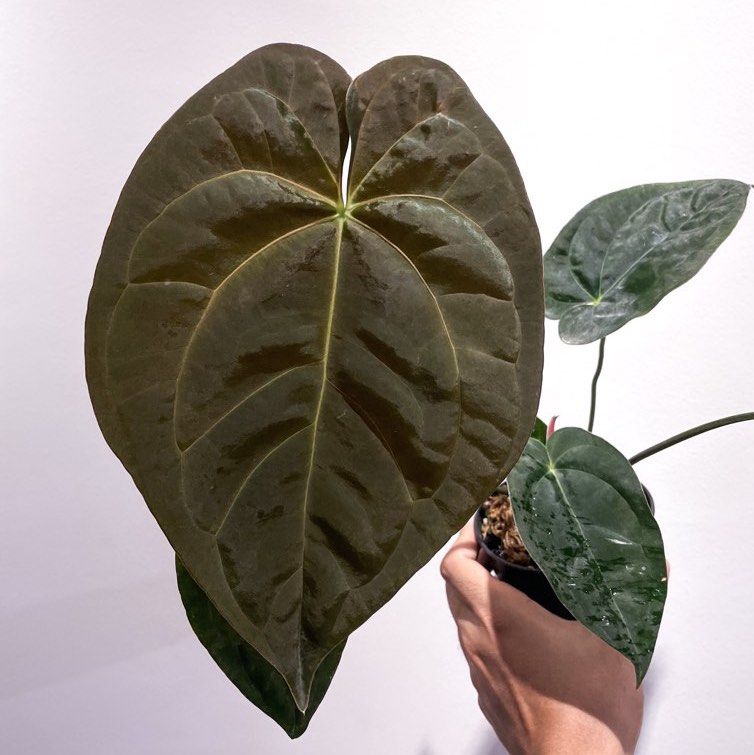 Anthurium Papi x (Zara x Michelle), Furniture & Home Living