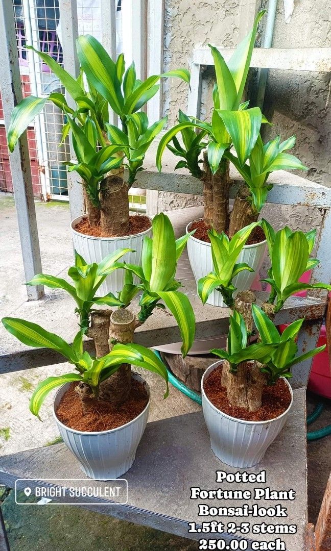 Fortune Plants Bonsai-look (Category: Plants & Seeds) located in Paranaque City. Submitted by mherz_ariel (Listing ID 1334548909, Image 1). Description: .