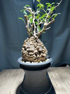 100+ 件抵買 100+ 件抵買