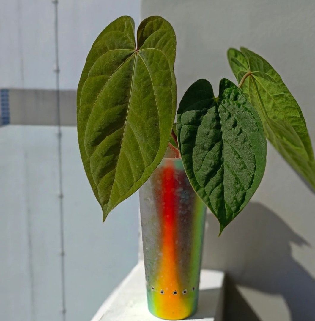 Anthurium AOS x BVEP (Ace of Spades x Antolakii), Furniture & Home