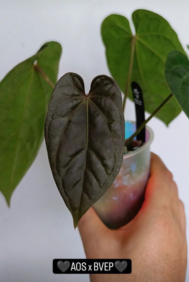 Anthurium AOS x RVDP 斑入り バ*ブ様 Anthurium Aos × Red Vein