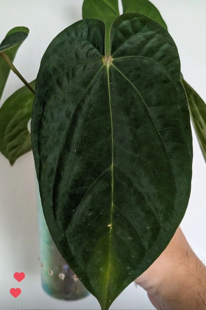 b*y様 (select)anthurium aos(df)×antolaki( Anthurium (Ace of spades