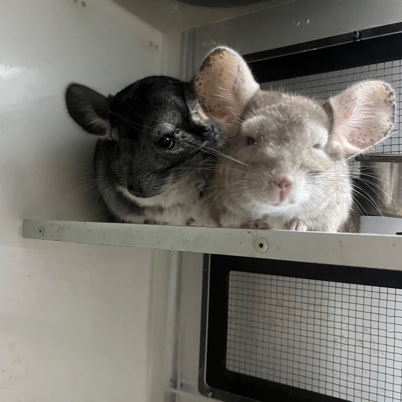 Chinchilla boarding services, Pet Supplies, Homes Other Pet