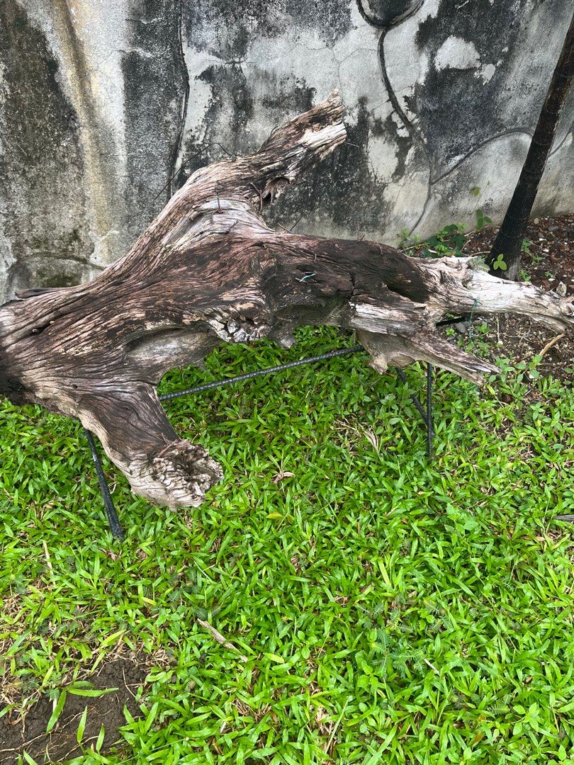driftwood with stand (Category: Plants & Seeds) located in Marikina City. Submitted by crewstuff (Listing ID 1334642442, Image 2). Description: driftwood with stand good for your orchids or hanging plants..