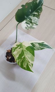 (Category: ) located in . Submitted by philo_foliage (Listing ID 1334612641, Image 1). Description: .