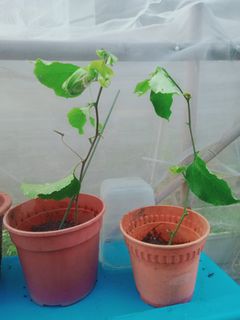 (Category: ) located in . Submitted by tupperware.plant.all (Listing ID 1334554275, Image 1). Description: .