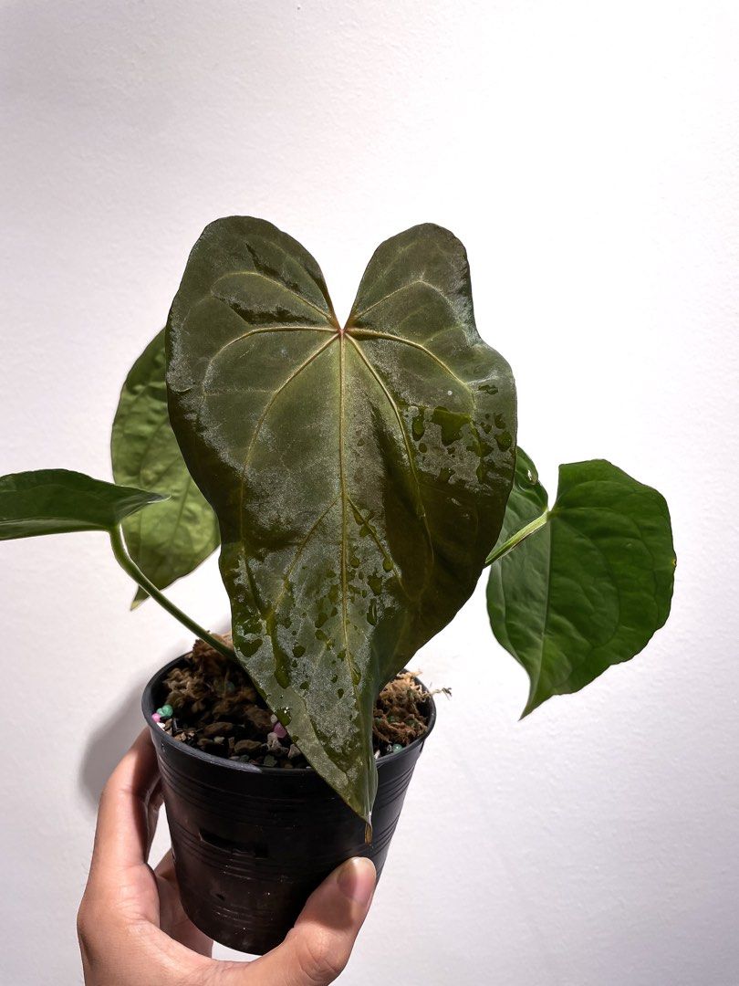 Anthurium Dressleri x (Zara x Michelle), Furniture & Home Living