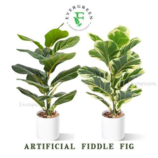 (Category: ) located in . Submitted by evergreen_gardening (Listing ID 1334772846, Image 1). Description: .