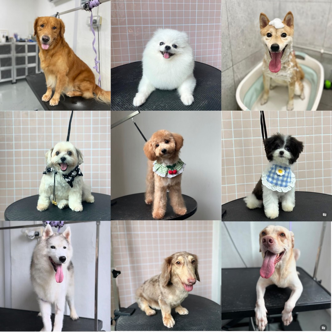 (Category: ) located in . Submitted by bishan.grooming (Listing ID 1334966321, Image 1). Description: .