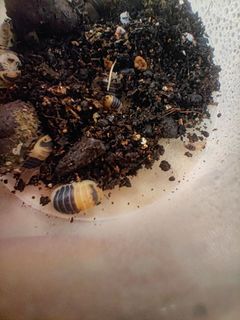 (Category: ) located in . Submitted by flynn_crochet (Listing ID 1334998216, Image 1). Description: .