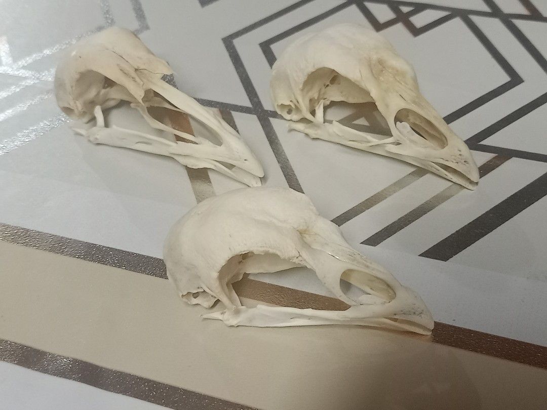Domestic Chicken Skull (Category: Fresh Produce) located in Kalibo. Submitted by anything_random (Listing ID 1335205328, Image 3). Description: Cleaned and whitened Dumpo/Shamo Chicken. Large-headed chicken breeds. Add shipping fee..