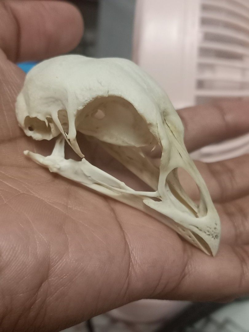 Domestic Chicken Skull (Category: Fresh Produce) located in Kalibo. Submitted by anything_random (Listing ID 1335205328, Image 1). Description: Cleaned and whitened Dumpo/Shamo Chicken. Large-headed chicken breeds. Add shipping fee..