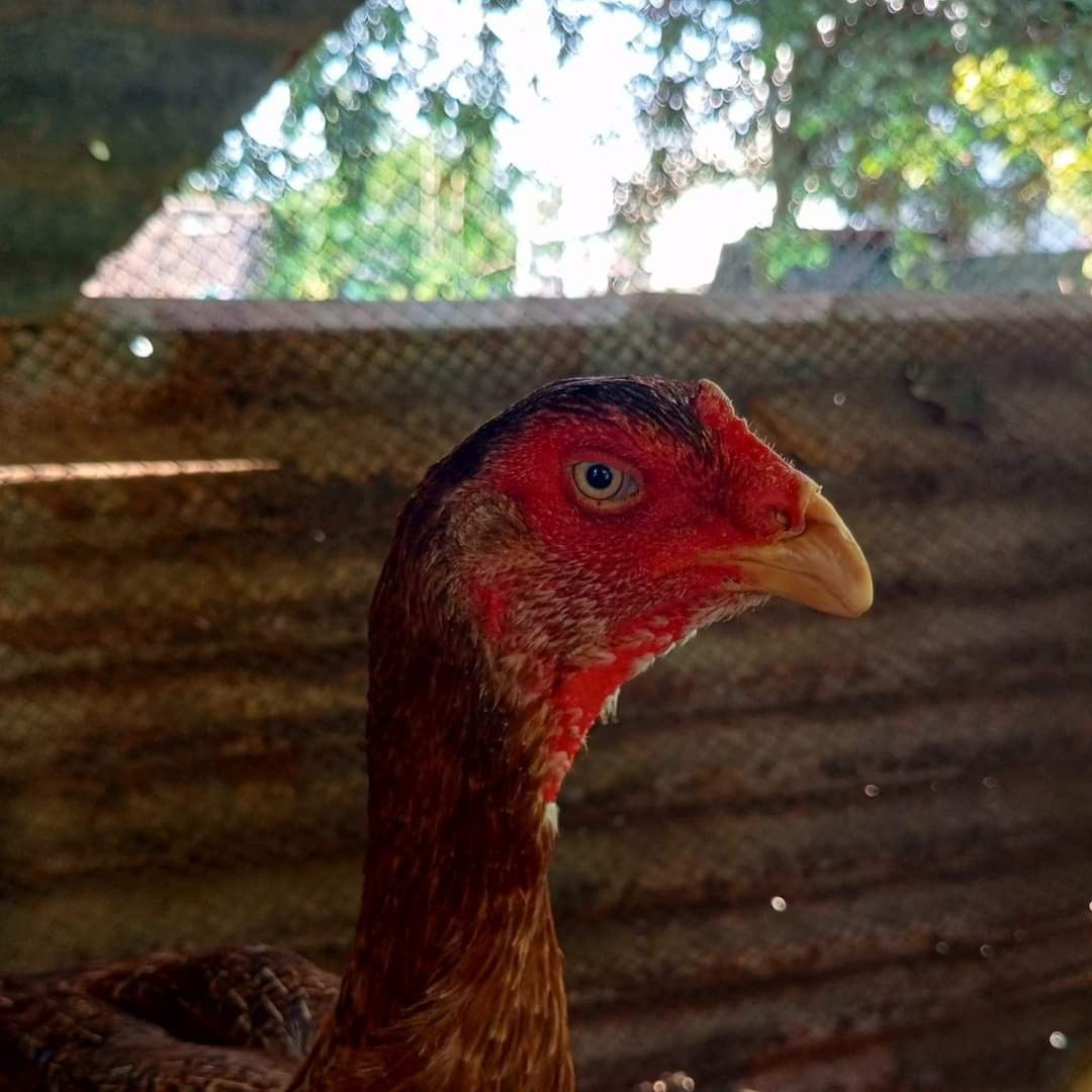 Domestic Chicken Skull (Category: Fresh Produce) located in Kalibo. Submitted by anything_random (Listing ID 1335205328, Image 2). Description: Cleaned and whitened Dumpo/Shamo Chicken. Large-headed chicken breeds. Add shipping fee..
