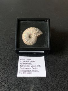 (Category: ) located in . Submitted by fossilsWY (Listing ID 1335321964, Image 1). Description: .