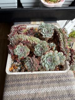 (Category: ) located in . Submitted by ccangela1 (Listing ID 1335339744, Image 1). Description: .
