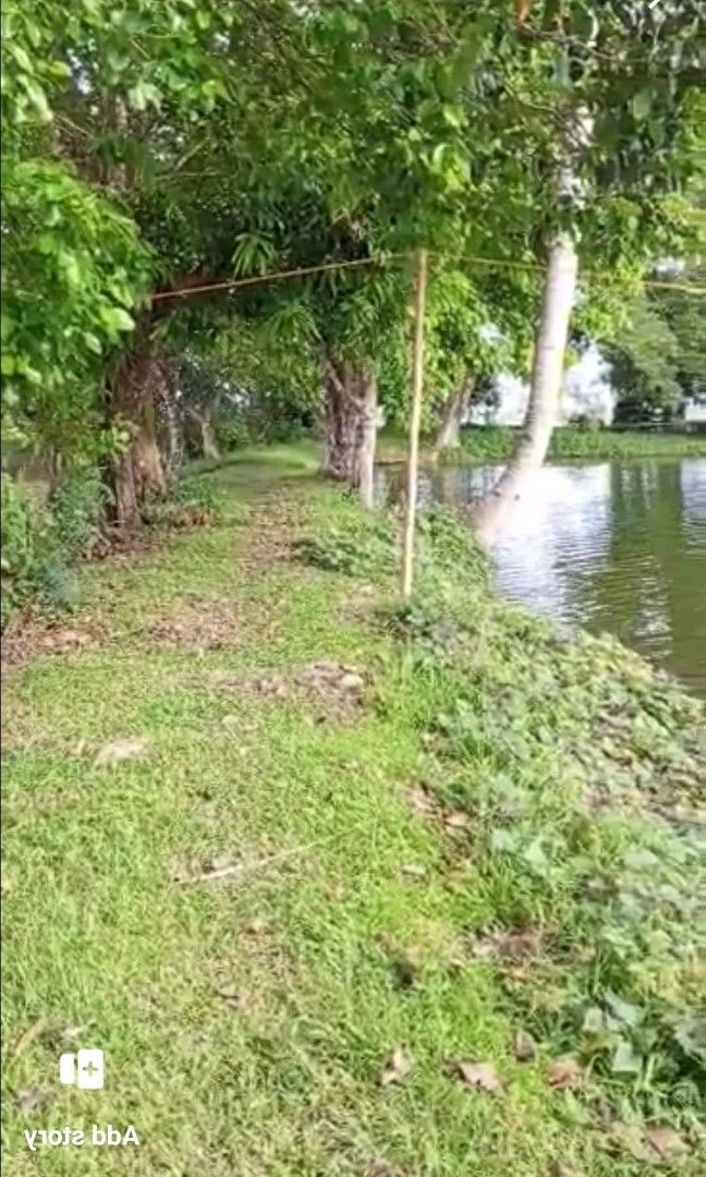 1.2hectare fishpond (Category: Lot) located in Calauan. Submitted by thor09 (Listing ID 1339210846, Image 1). Description: Fishpond for sale P1000 per sqm - cash basis 1.2hectare-titled Operational - Freshwater Good for milkfish, catfish, tilapia, Ulang, blackmask , eel With house,water source and electricity 10 mango tree 10 coconut tree 6 narra tree and others Along Brgy rough road Car access to fishpond 1 kilometer from hiway 2.5 kilometers to