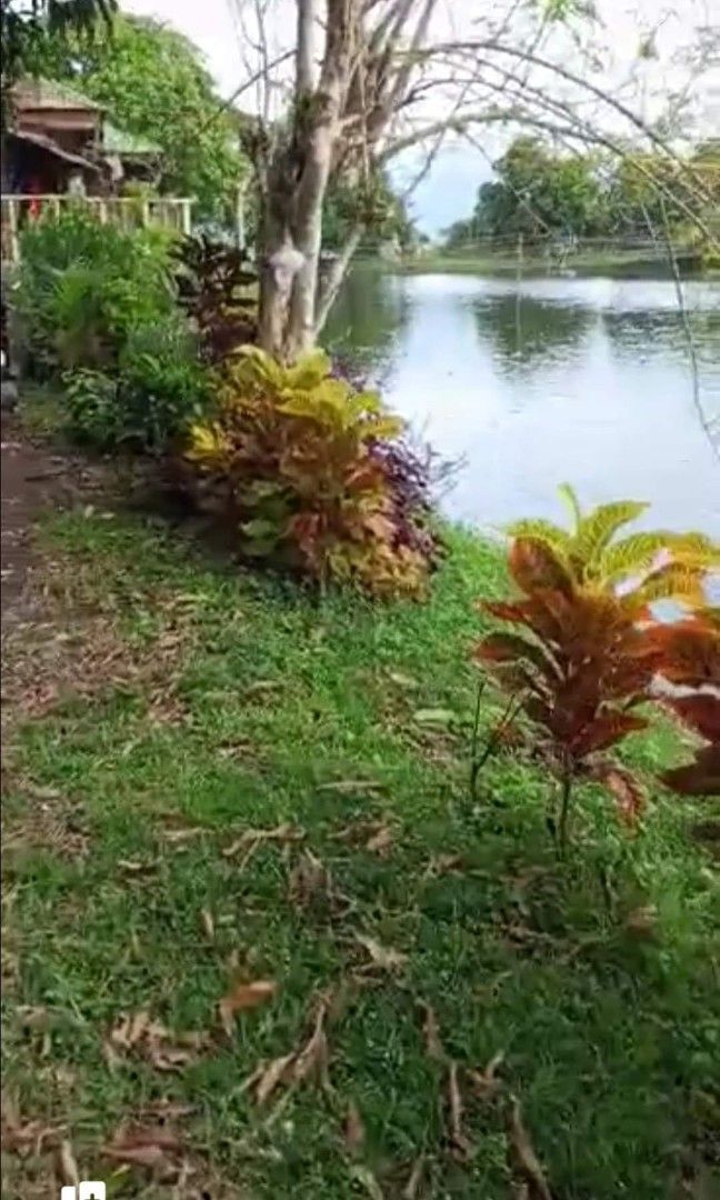 1.2hectare fishpond (Category: Lot) located in Calauan. Submitted by thor09 (Listing ID 1339210846, Image 2). Description: Fishpond for sale P1000 per sqm - cash basis 1.2hectare-titled Operational - Freshwater Good for milkfish, catfish, tilapia, Ulang, blackmask , eel With house,water source and electricity 10 mango tree 10 coconut tree 6 narra tree and others Along Brgy rough road Car access to fishpond 1 kilometer from hiway 2.5 kilometers to
