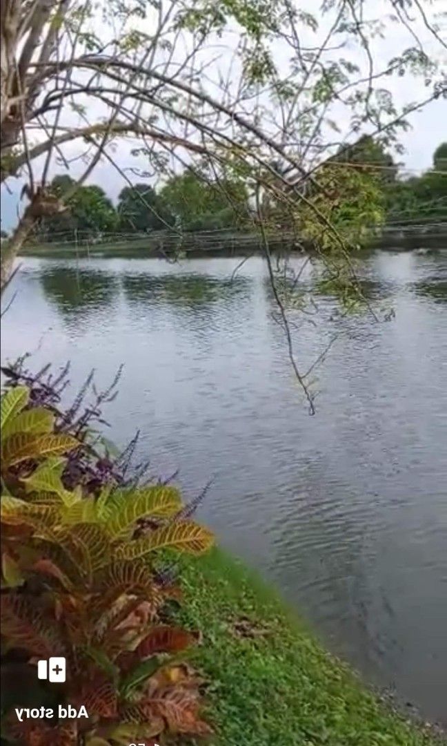 1.2hectare fishpond (Category: Lot) located in Calauan. Submitted by thor09 (Listing ID 1339210846, Image 3). Description: Fishpond for sale P1000 per sqm - cash basis 1.2hectare-titled Operational - Freshwater Good for milkfish, catfish, tilapia, Ulang, blackmask , eel With house,water source and electricity 10 mango tree 10 coconut tree 6 narra tree and others Along Brgy rough road Car access to fishpond 1 kilometer from hiway 2.5 kilometers to