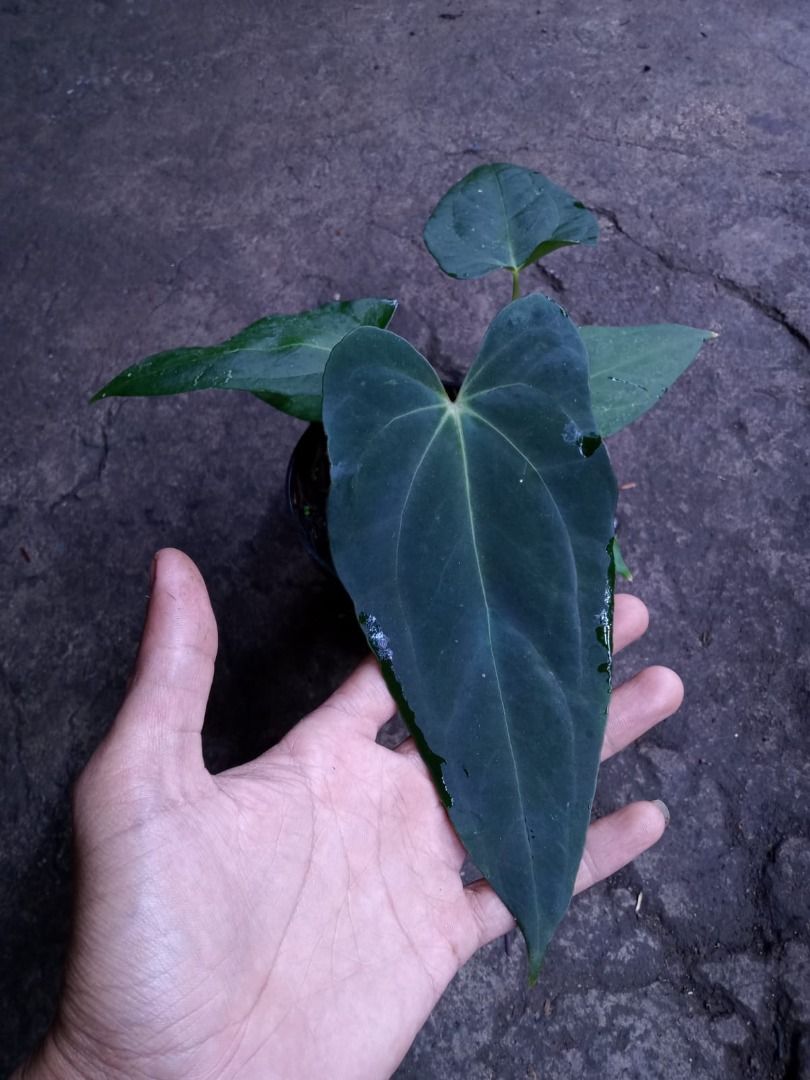 Anthurium Blue Papi x X-One, Furniture & Home Living, Gardening, Plants ...
