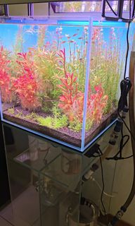 (Category: ) located in . Submitted by aquaticstore (Listing ID 1339282951, Image 1). Description: .