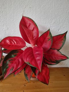 (Category: ) located in . Submitted by utaniaplants (Listing ID 1340941856, Image 1). Description: .