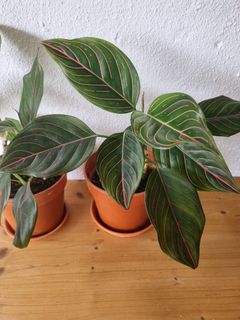 (Category: ) located in . Submitted by utaniaplants (Listing ID 1340942293, Image 1). Description: .