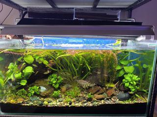 (Category: ) located in . Submitted by happyfishkeeper (Listing ID 1341010955, Image 1). Description: .
